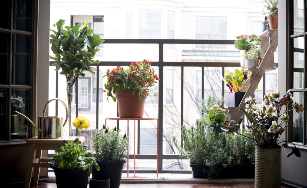 Assortment of plants on a balcony.
