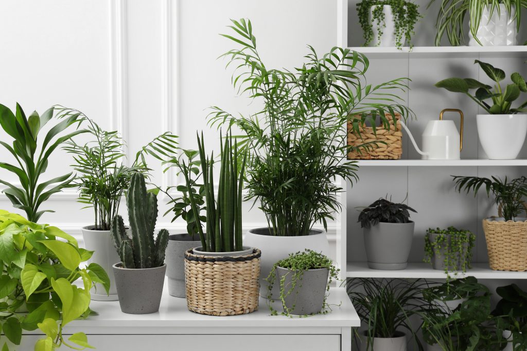 Indoor plants on a table and shelves.