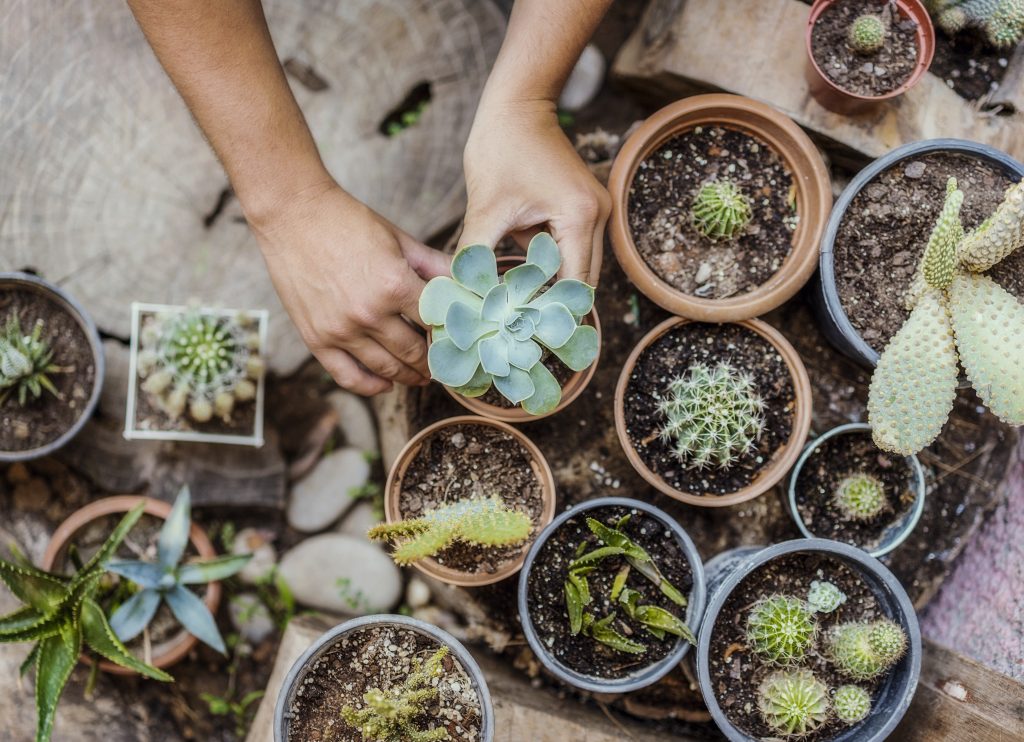 Person planting small cactus and succulent plants.