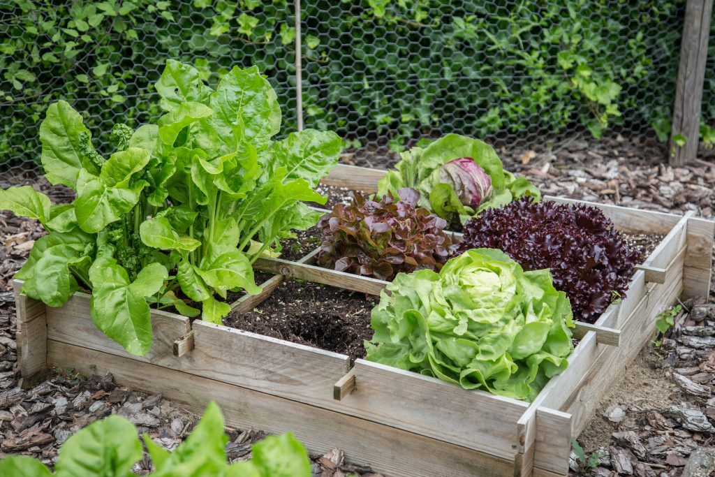 Wooden garden boxes with different kinds of vegetables.