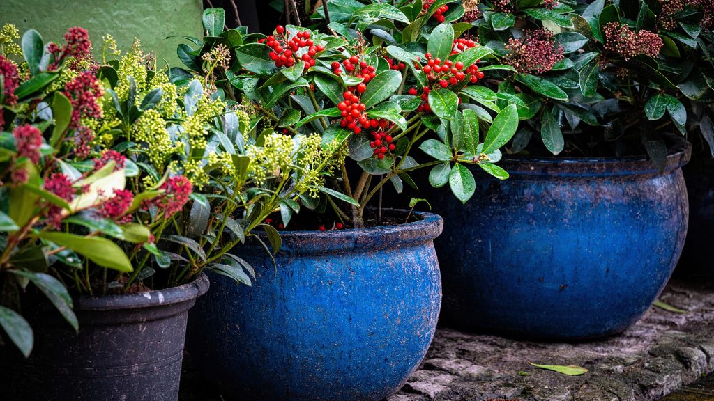 Plants with berries in blue pots.