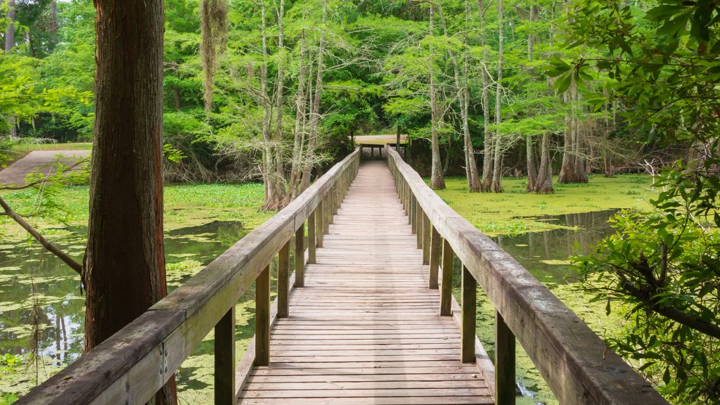 Martin Dies Jr State Park.