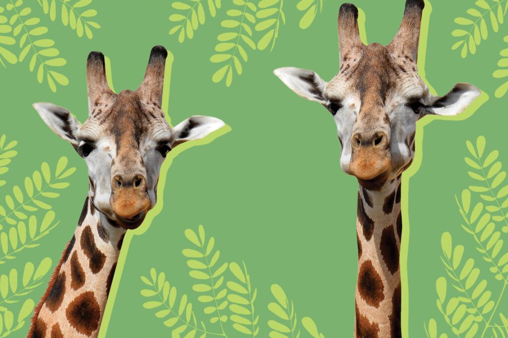 Explore Texas’ Wild Side