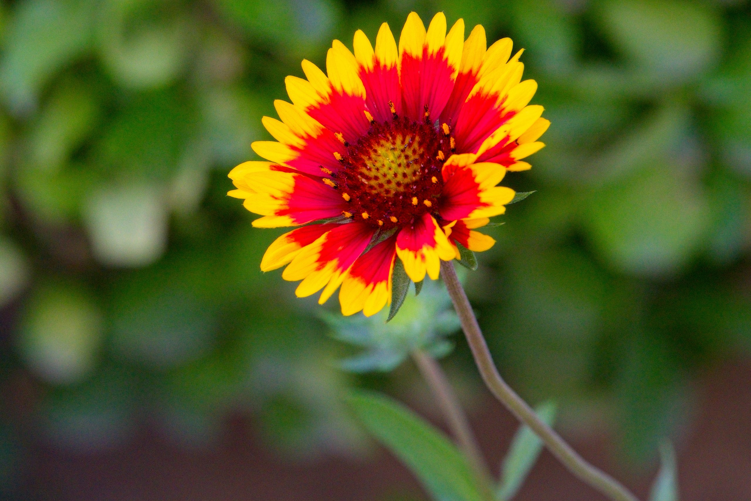 7 Ways You Can Save Your Garden This Summer