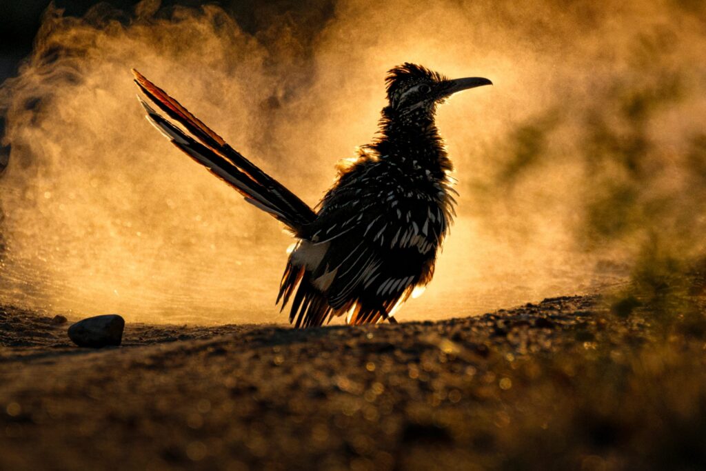 Roadrunners: The Texan Birds You Think You Know