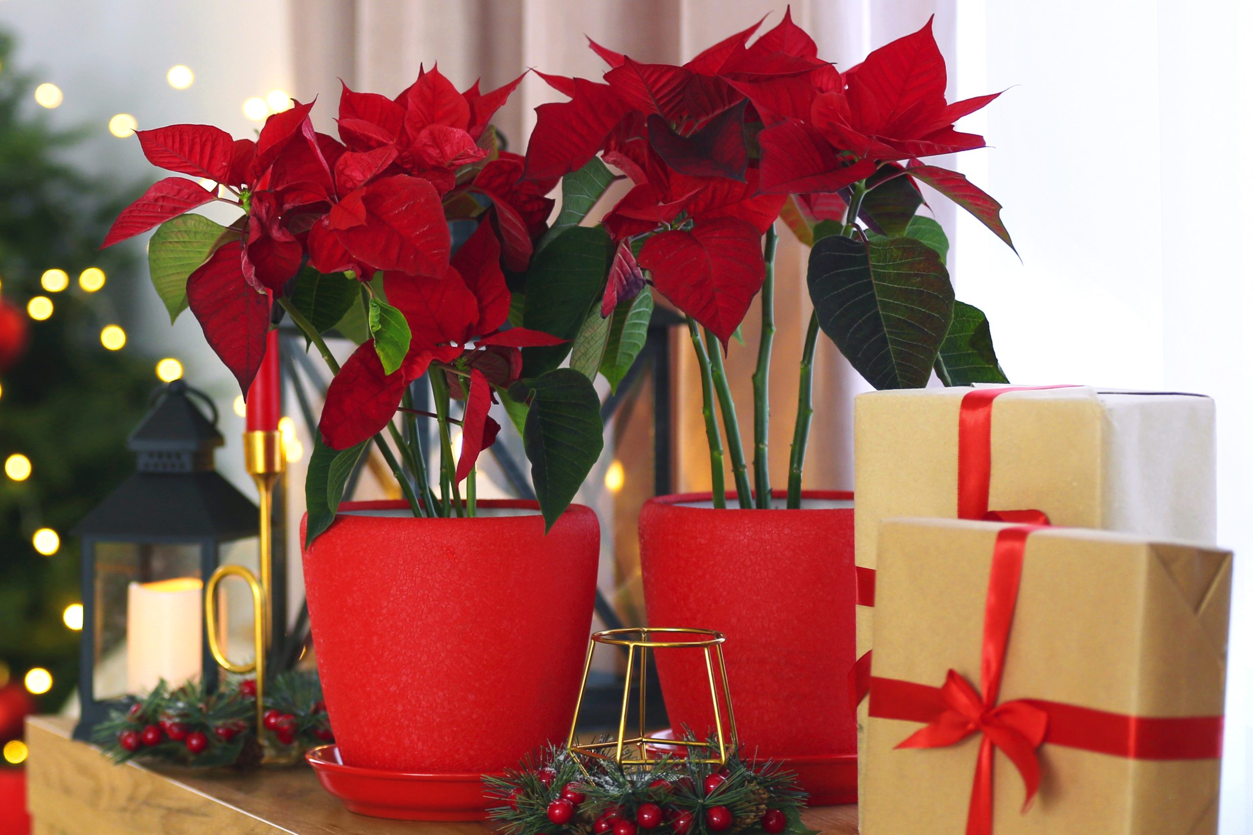 Christmas Flowers and Other Holiday Plants