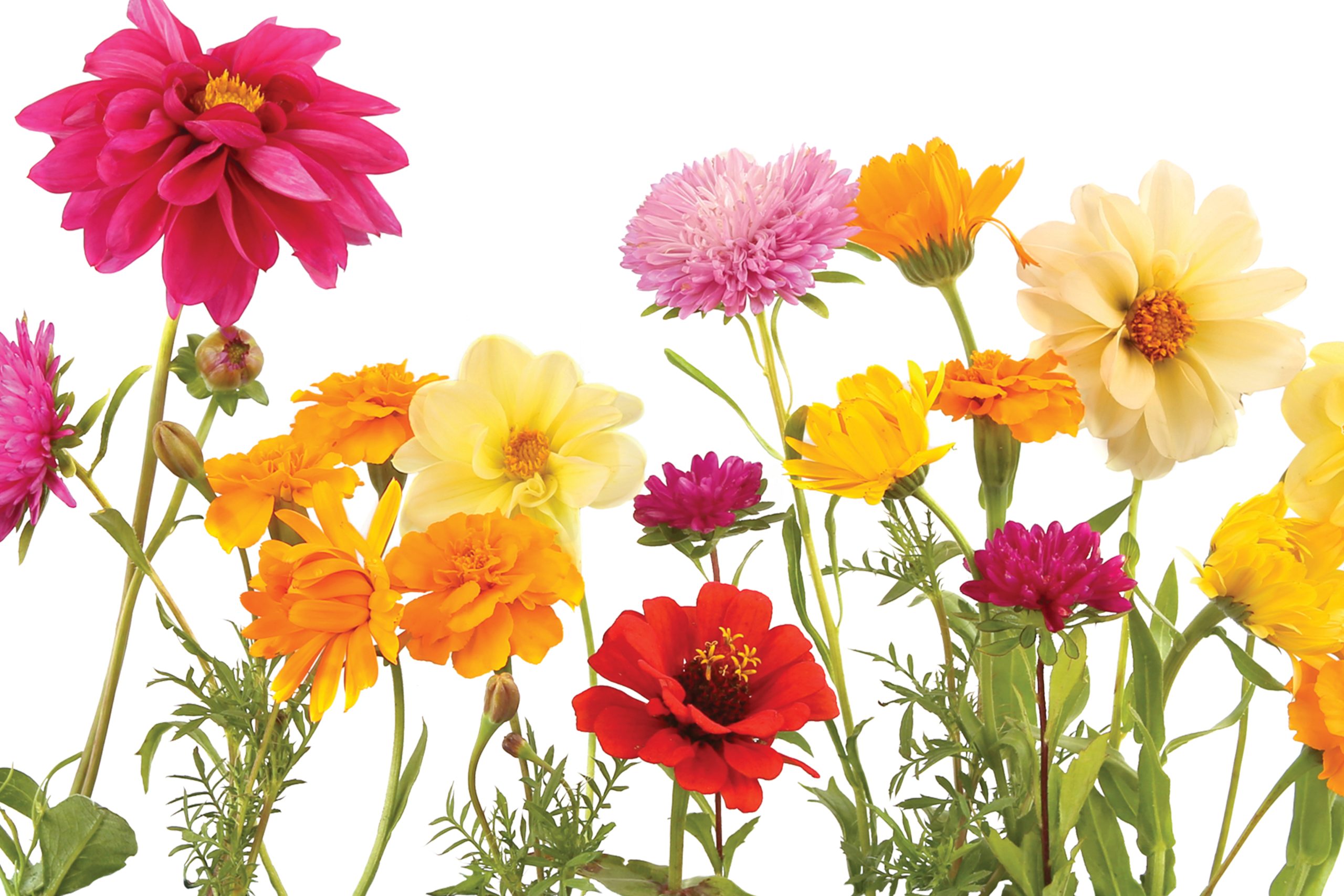 How to Prepare Soil for Spring