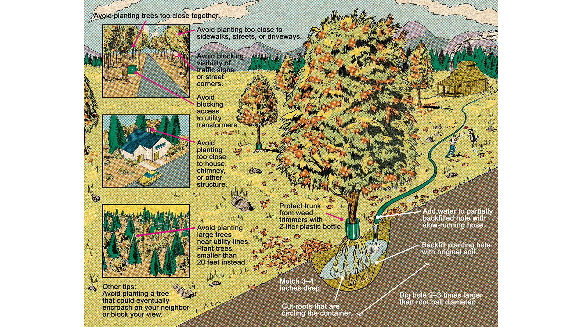 Illustration depicting how and where to plant trees and what to avoid.
