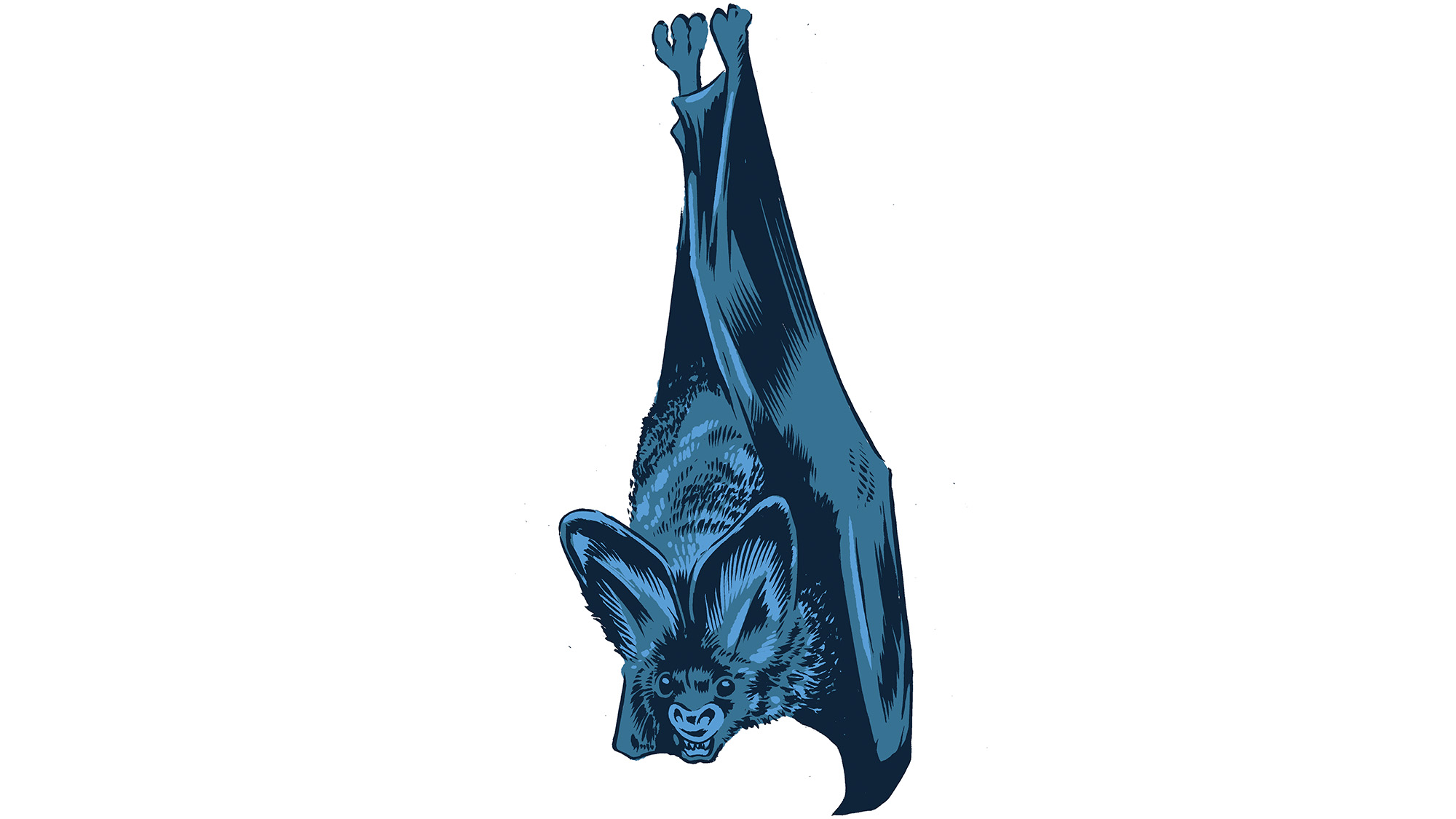 Illustration of a hanging bat.