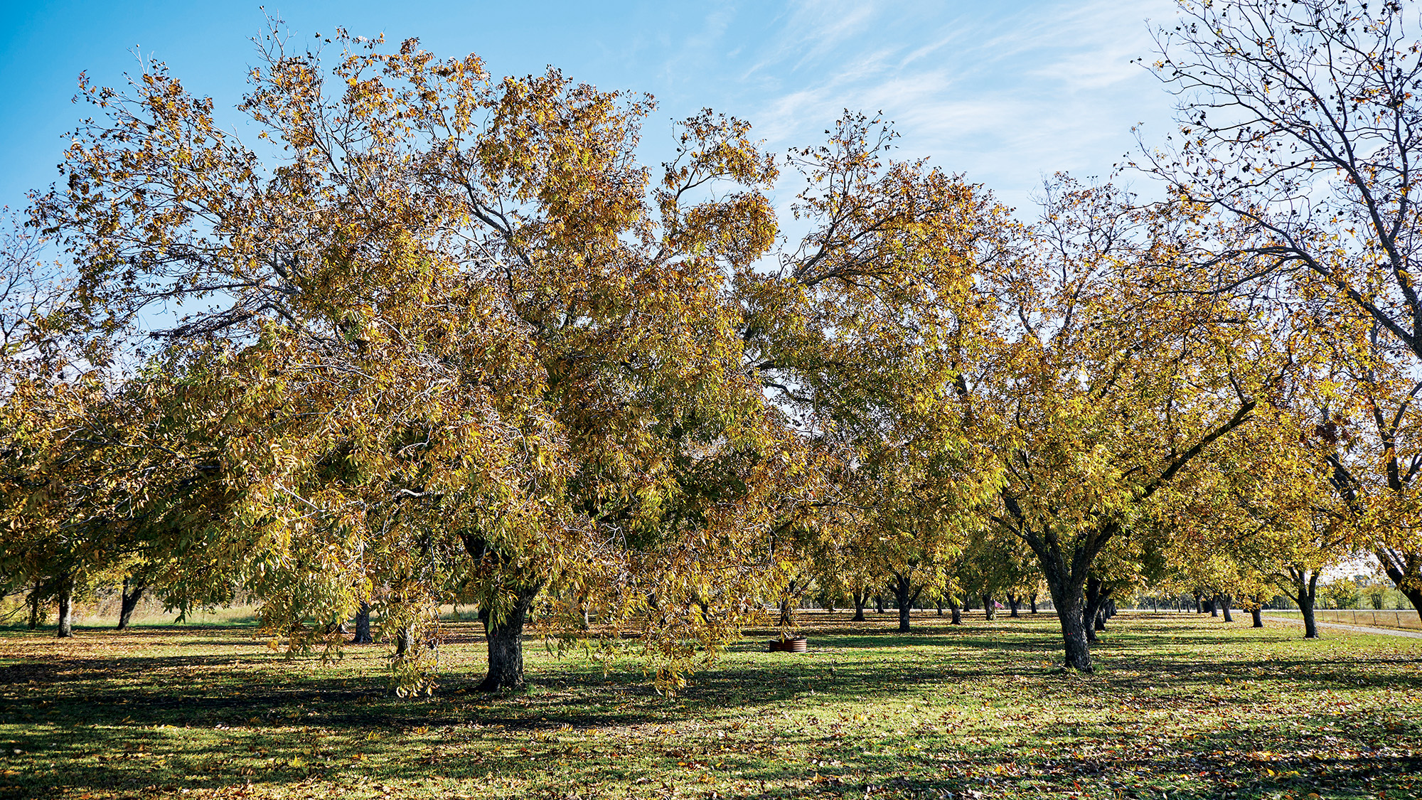 Grove of pecan trees in fall.