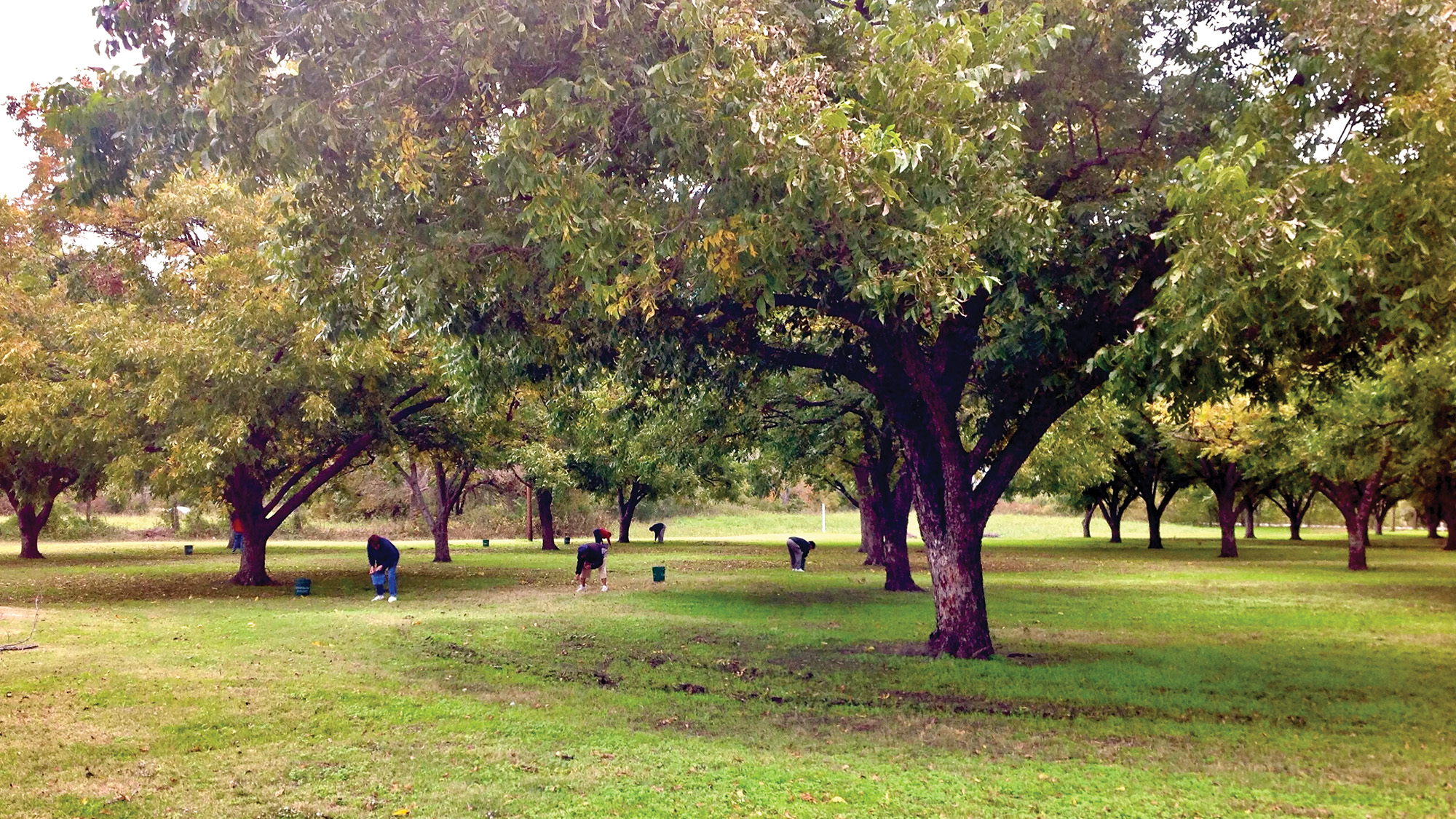 People picking pecans in a grove of trees.