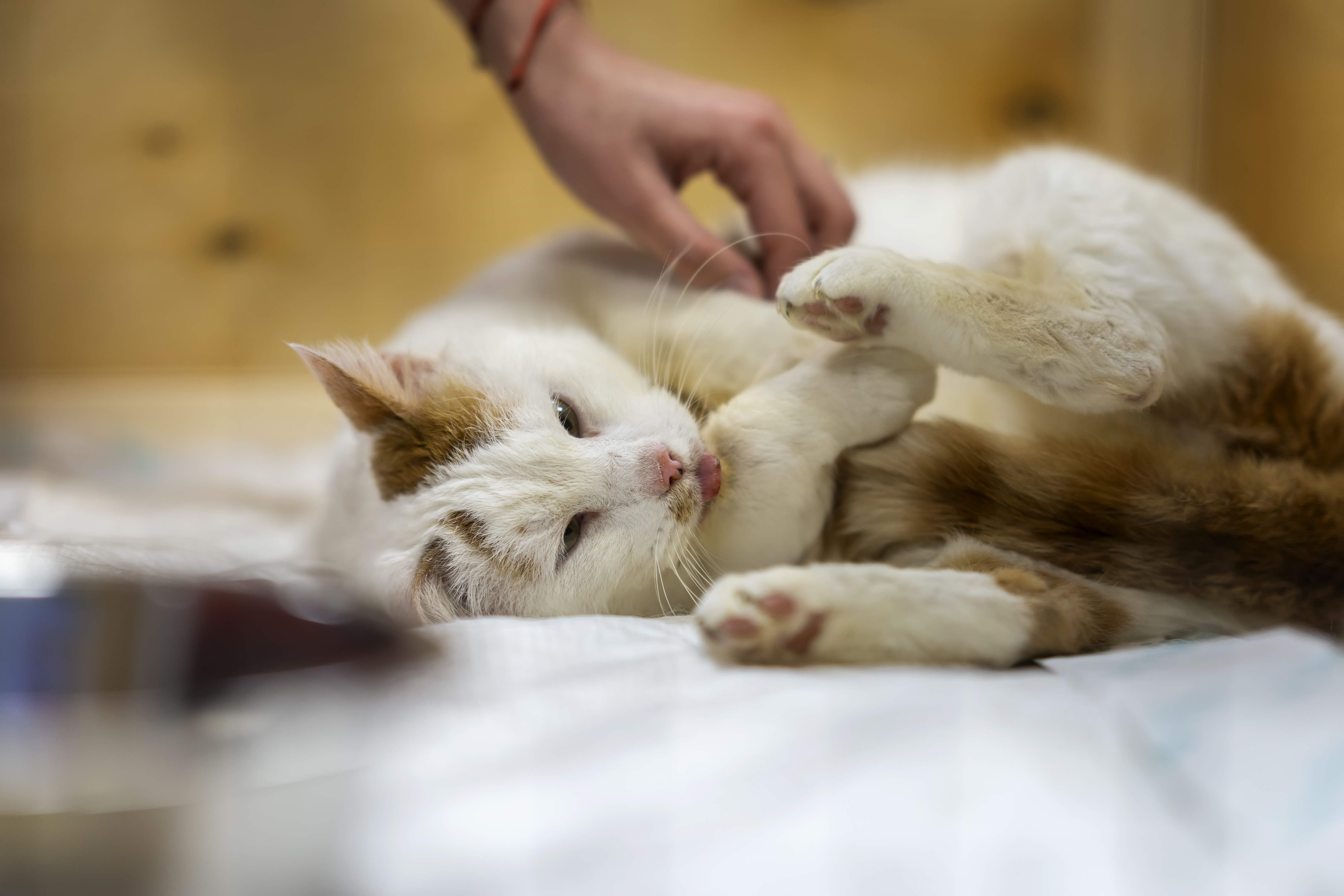 animal rescues in Texas