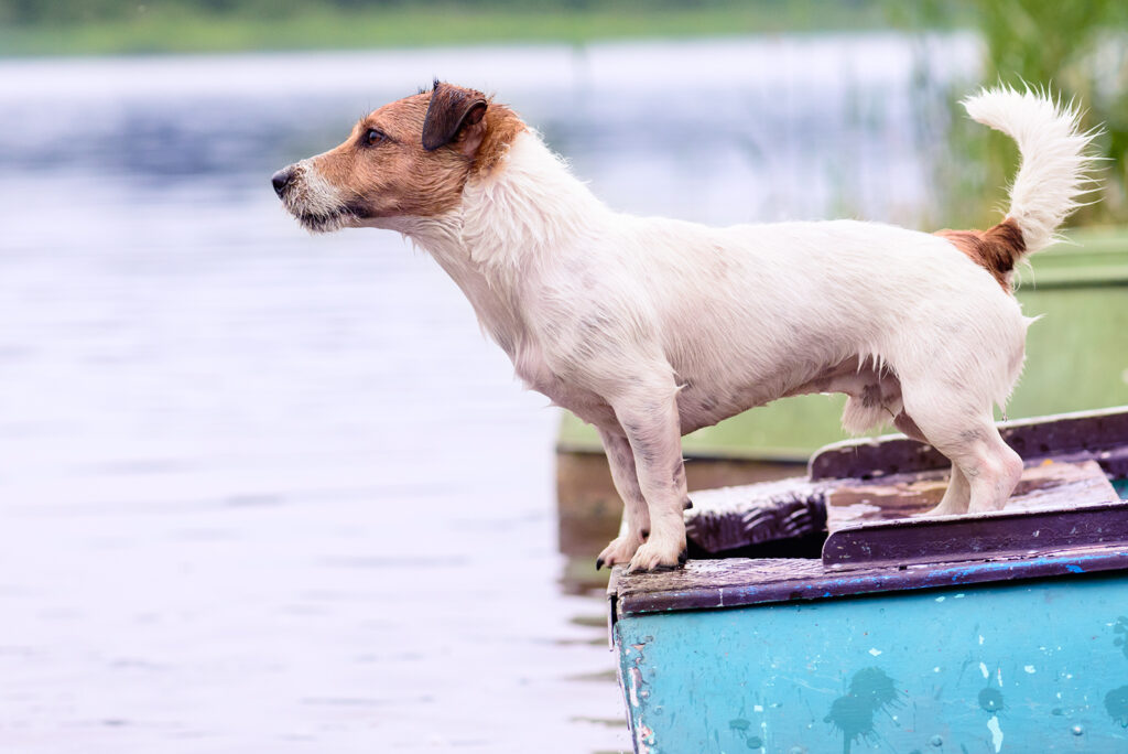Keep Your Dog Safe from Toxic Algae Blooms