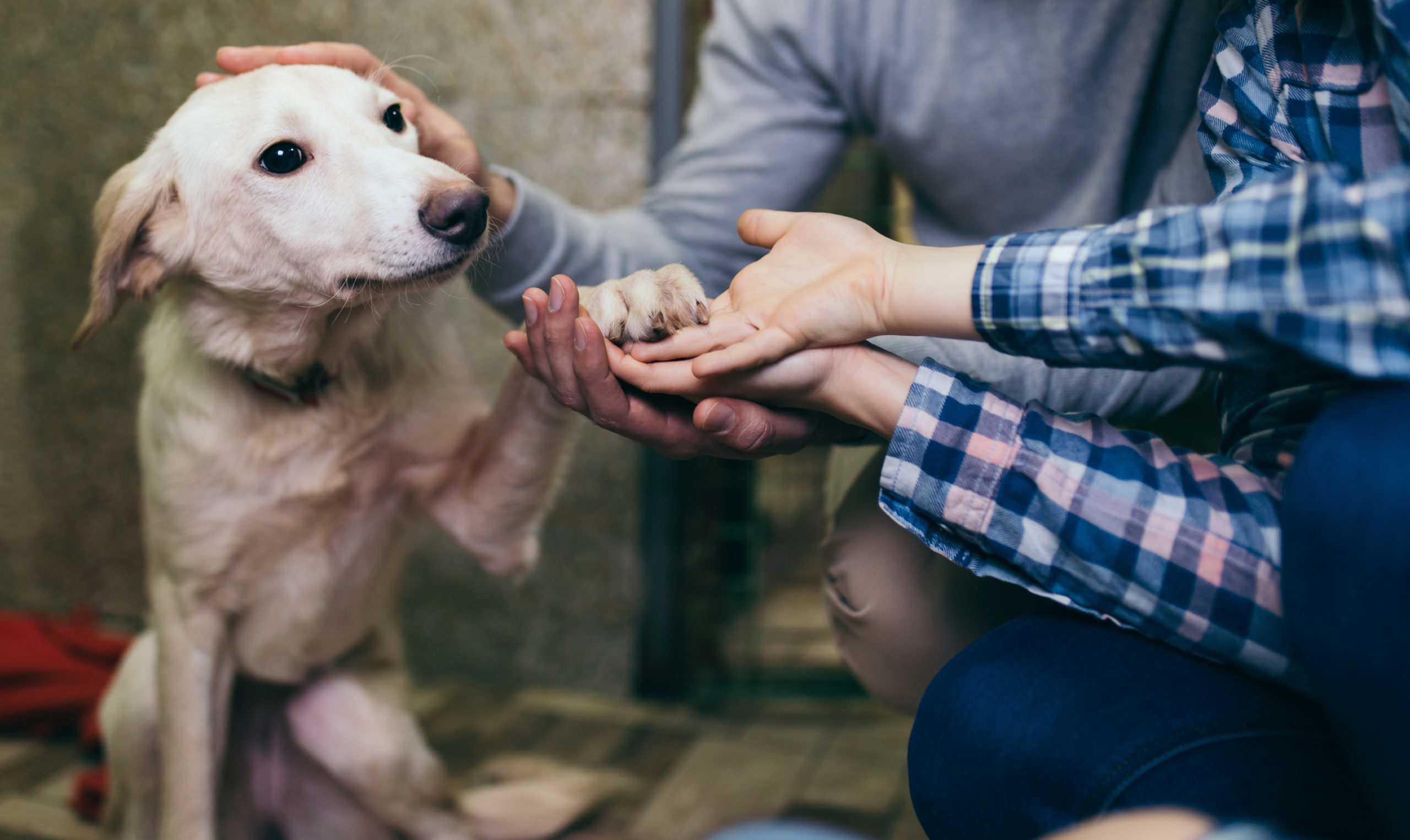 Adopting and Fostering Through Texas Animal Rescue Organizations