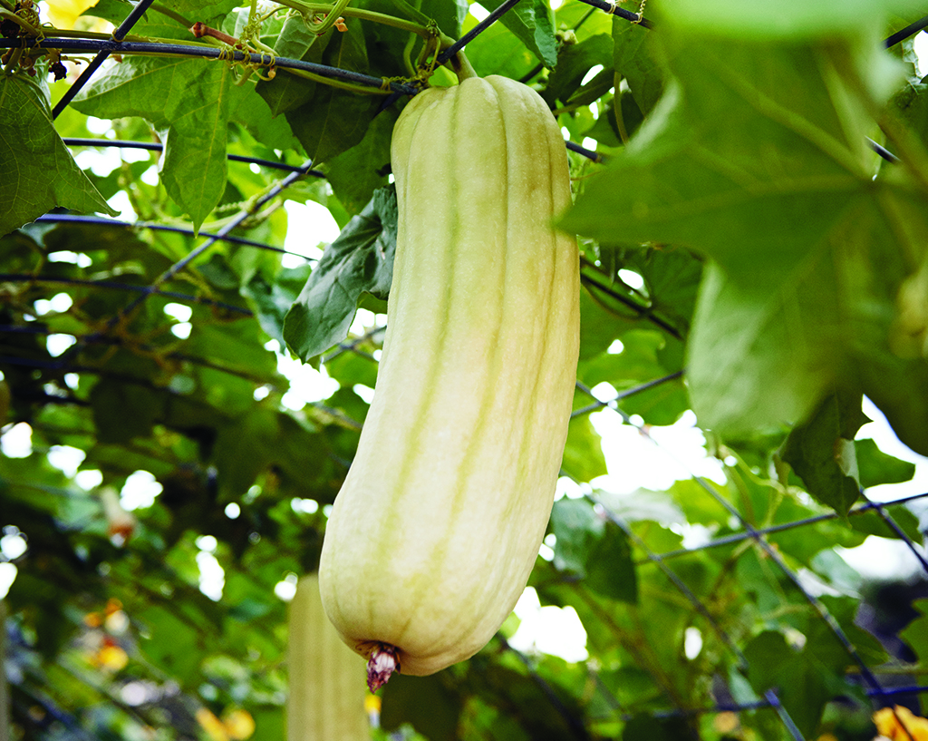 luffa plant