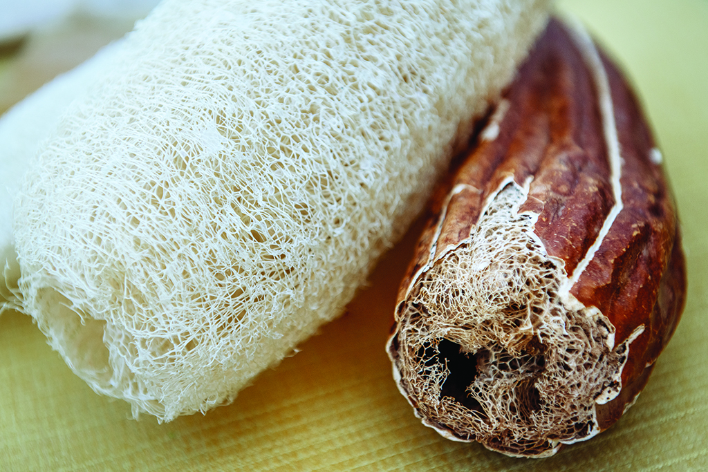 Luffa Types