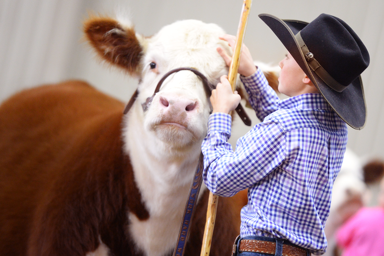 The Story Behind the $300K Hereford Steer