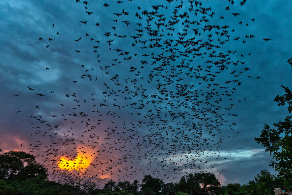 Inside the World’s Largest Bat Colony