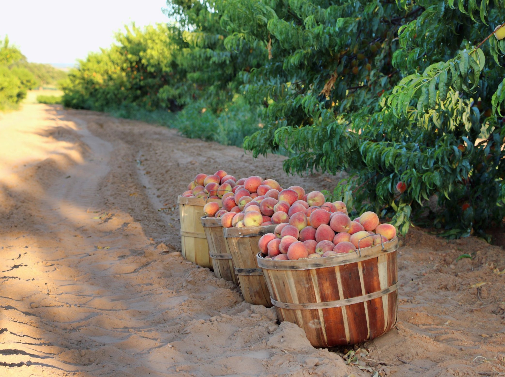 roadside fruit stand