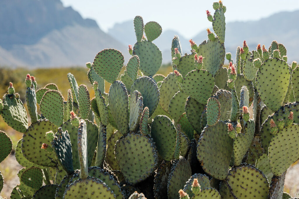 A Guide to Finding and Growing Cactus