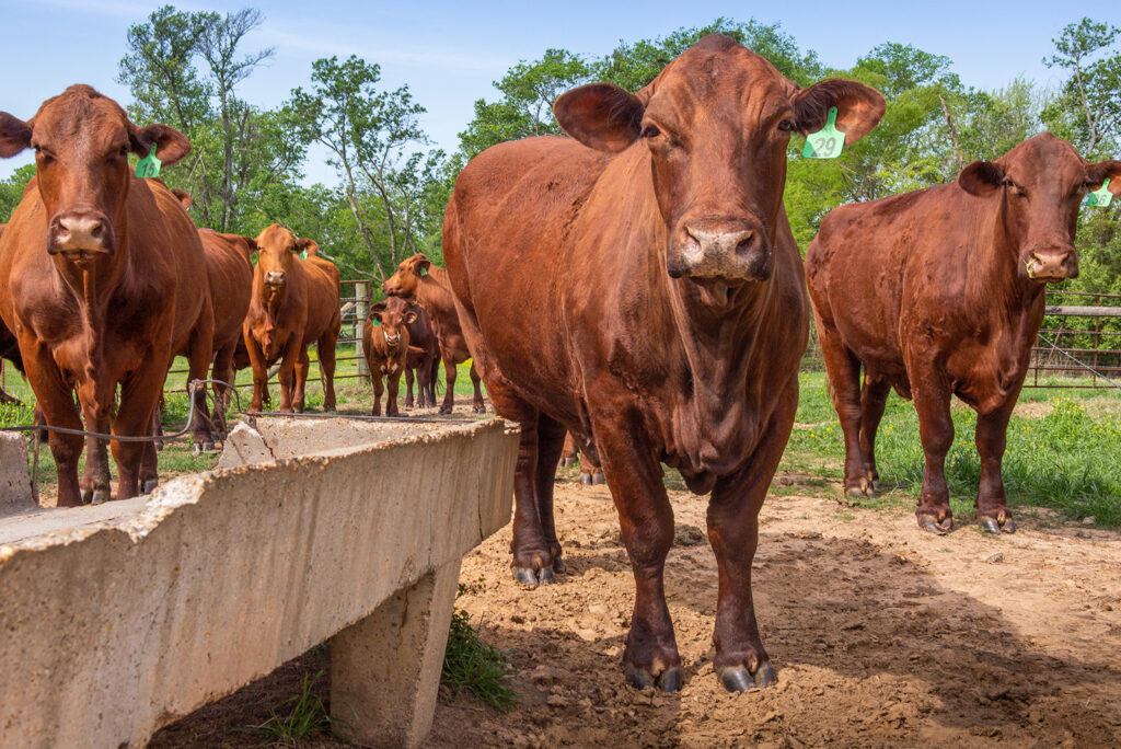 The Inner Lives of Cows