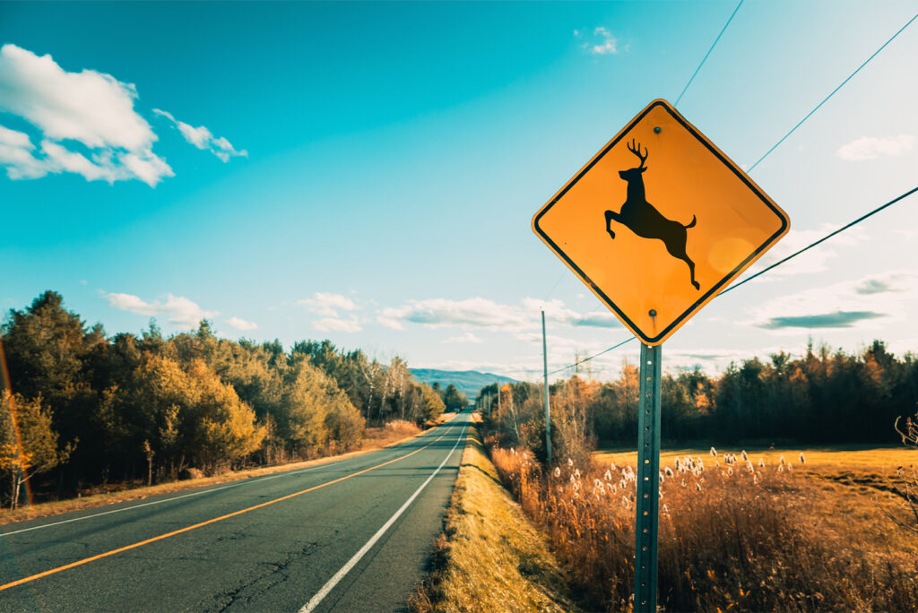 Critter Crossing: How to Avoid Wildlife Collisions This Fall