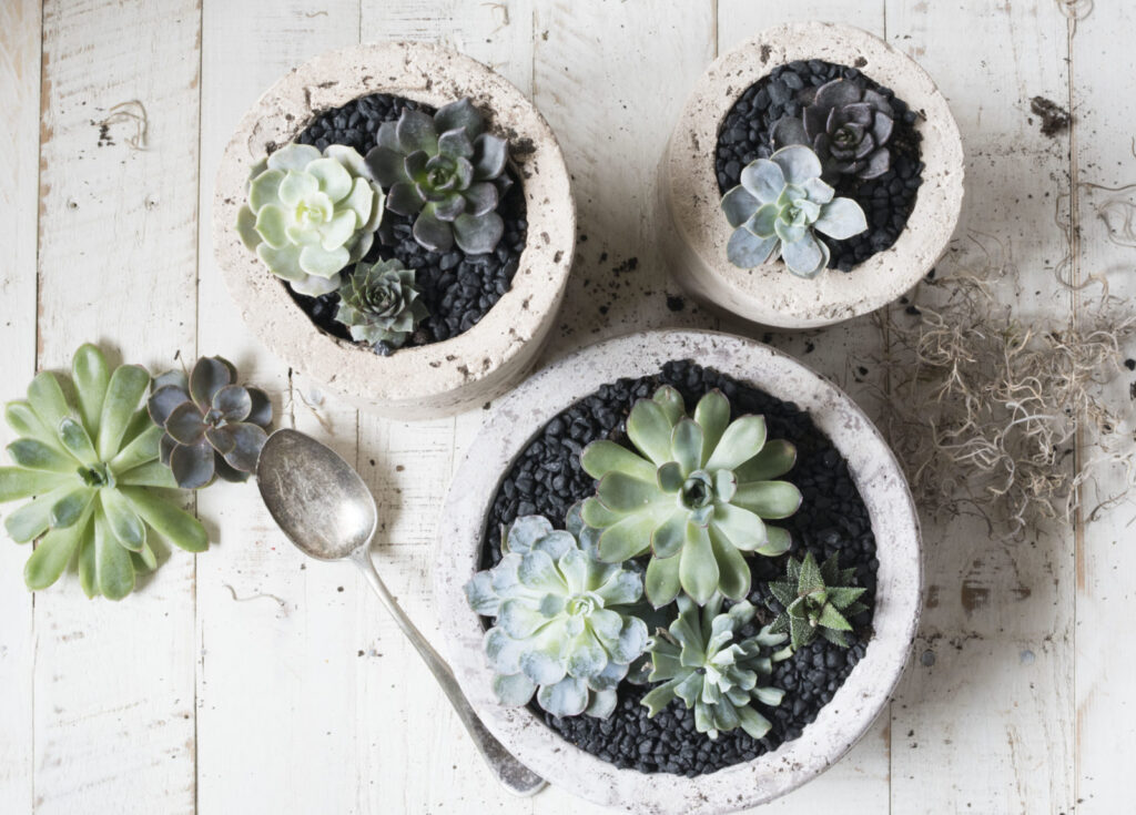 A Guide to Succulents (the Plants Made for Texas)