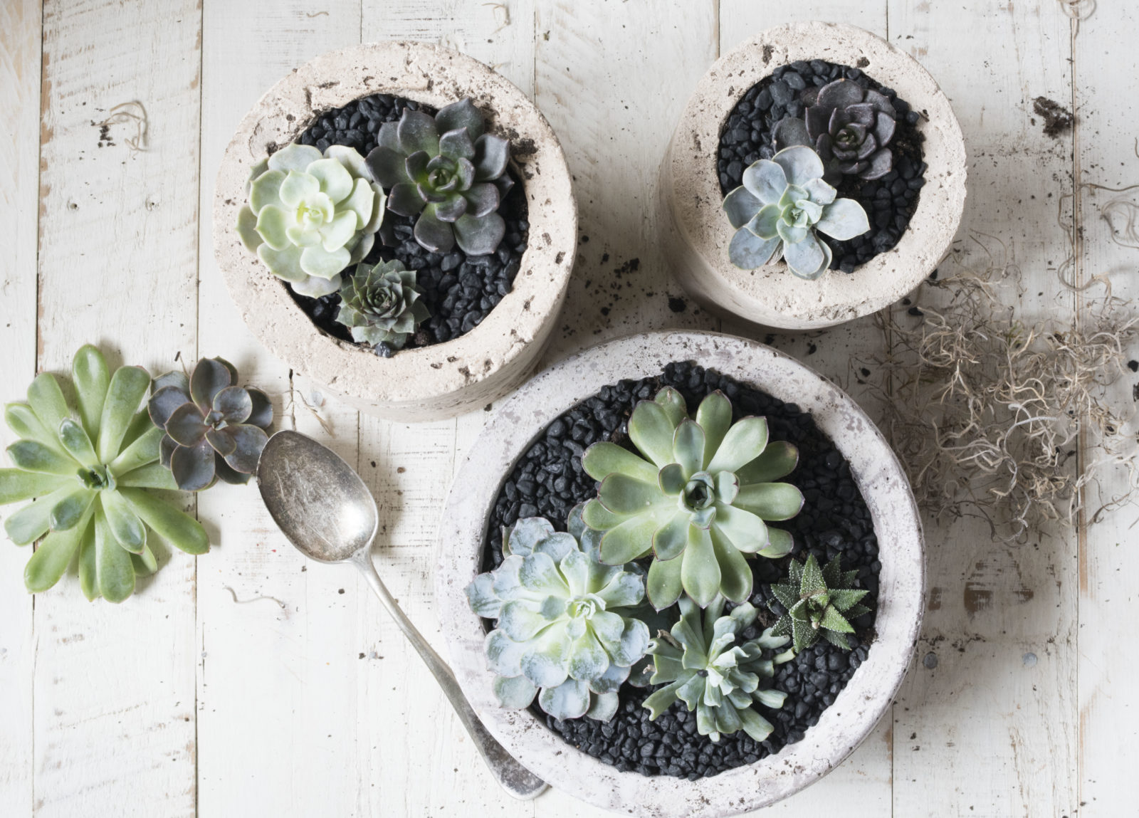 A Guide to Succulents (the Plants Made for Texas)