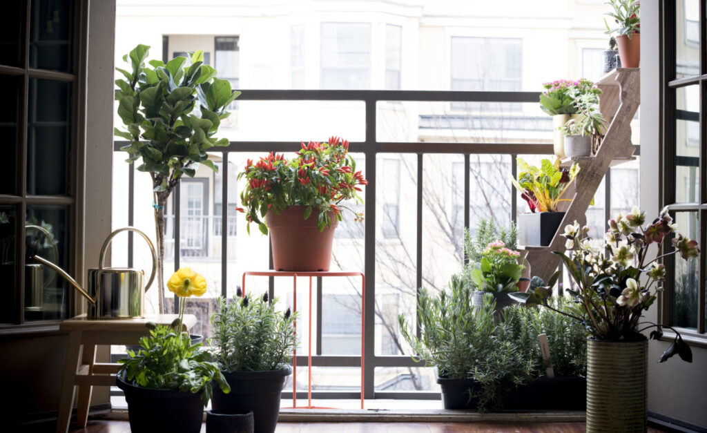A Balcony Garden for the Urban Farmer