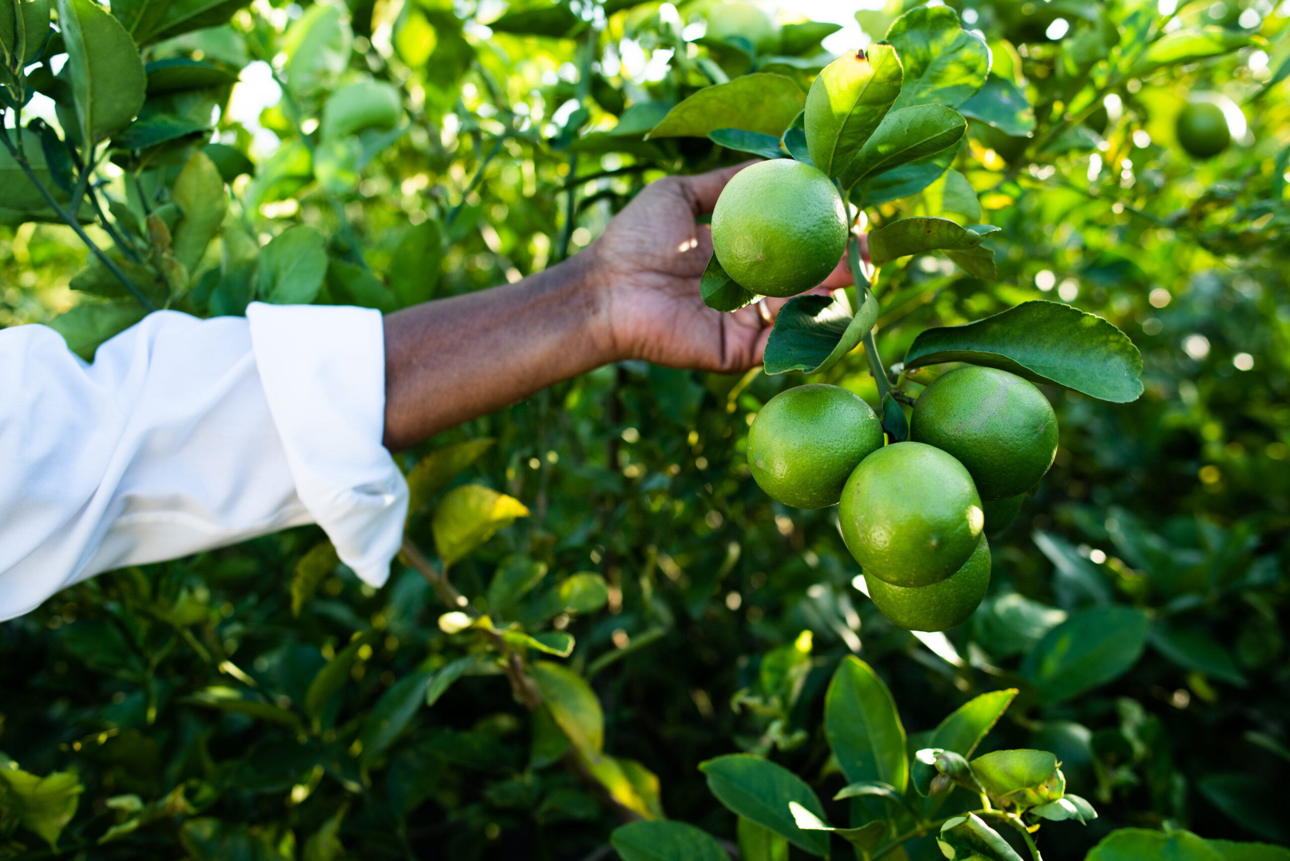 Dr. Mani Skaria - citrus trees