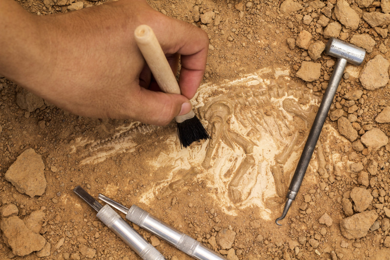 The Hunt for Texas’ Prehistoric Dinosaur Fossils