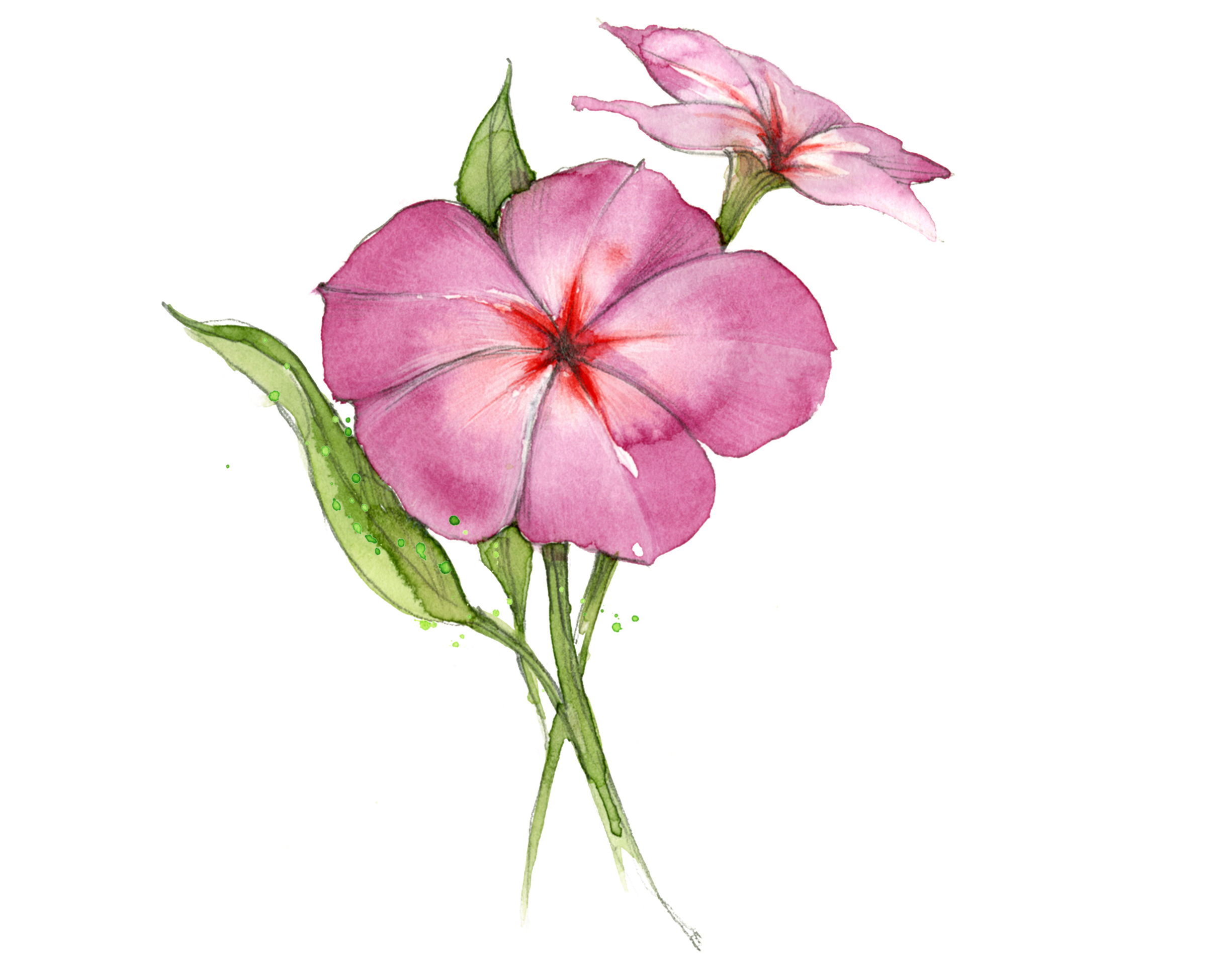 Texas wildflowers Drummond Phlox