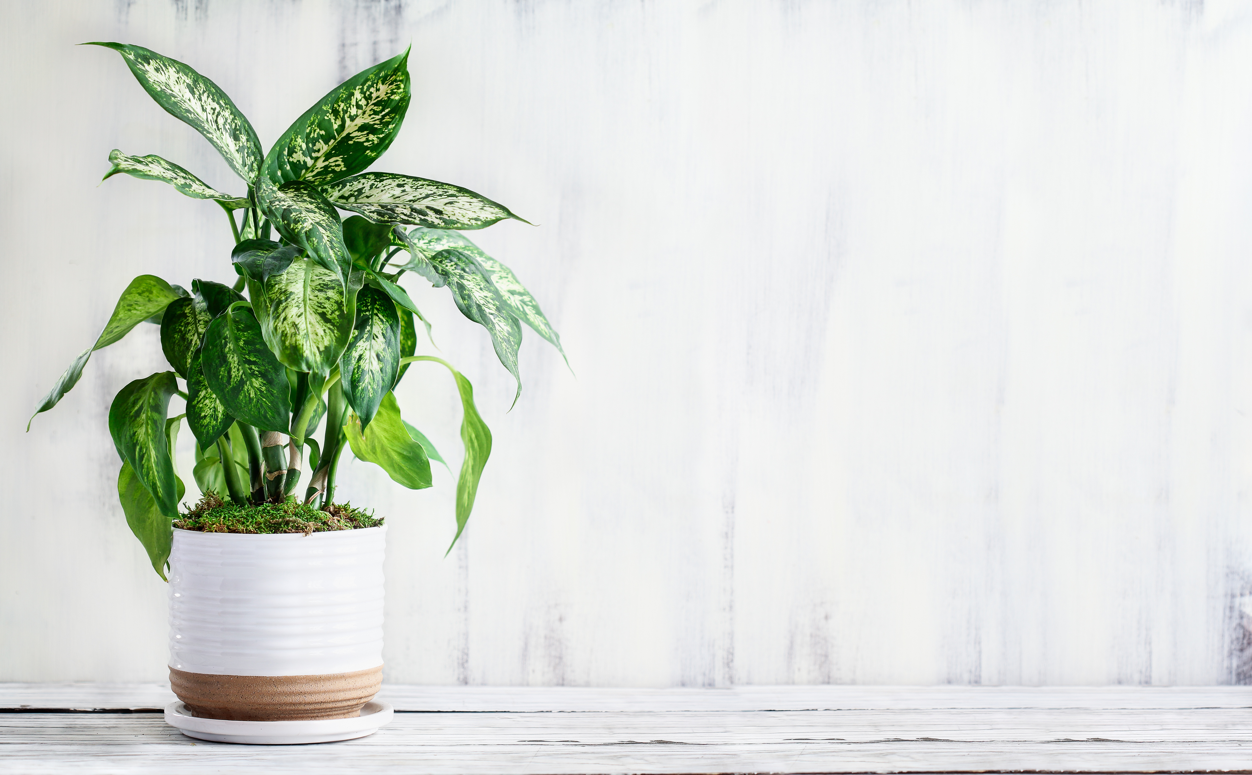 Dumb Cane, Dieffenbachia, a popular houseplant, over a rustic white farmhouse wood table.