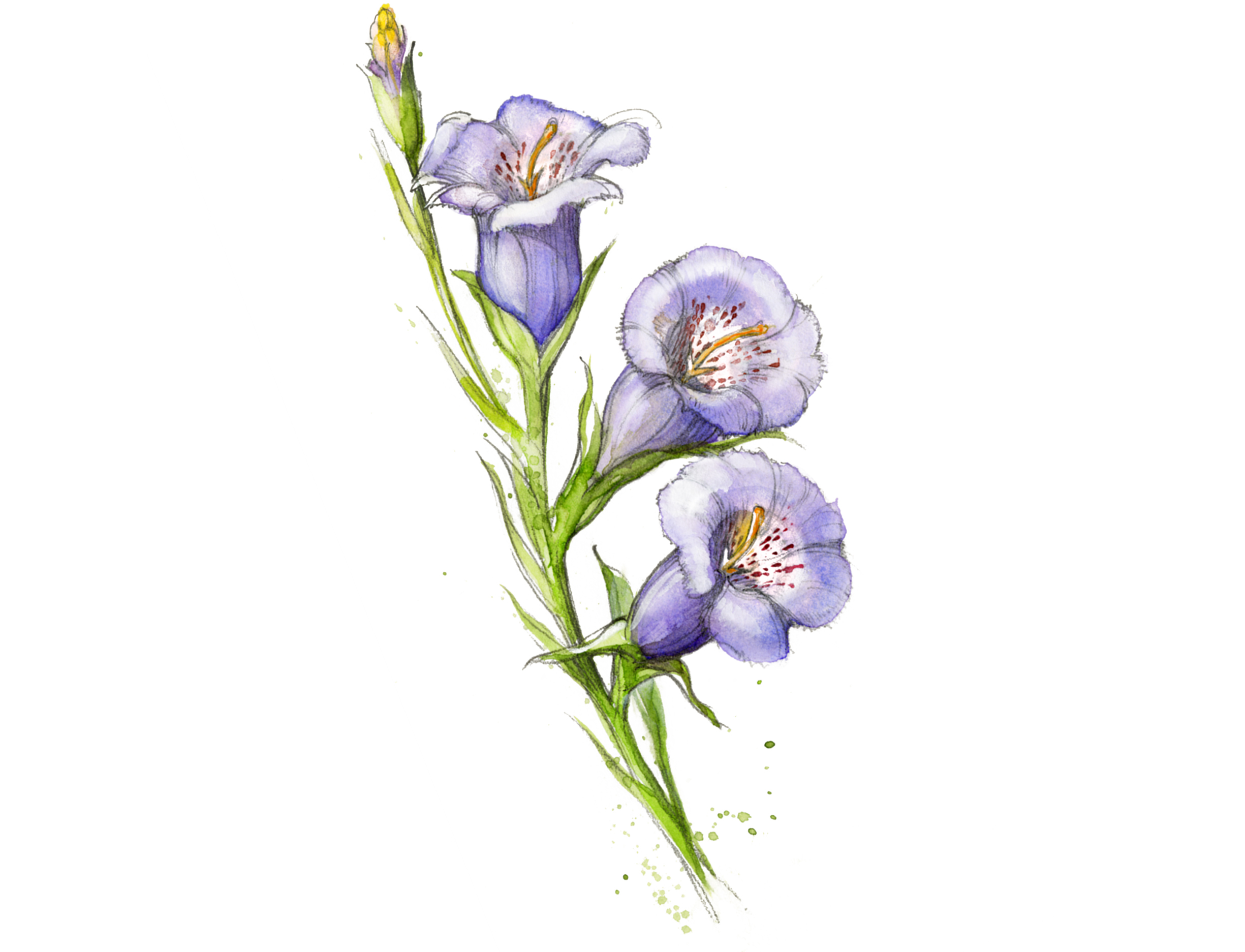 Texas wildflowers False Foxglvoe