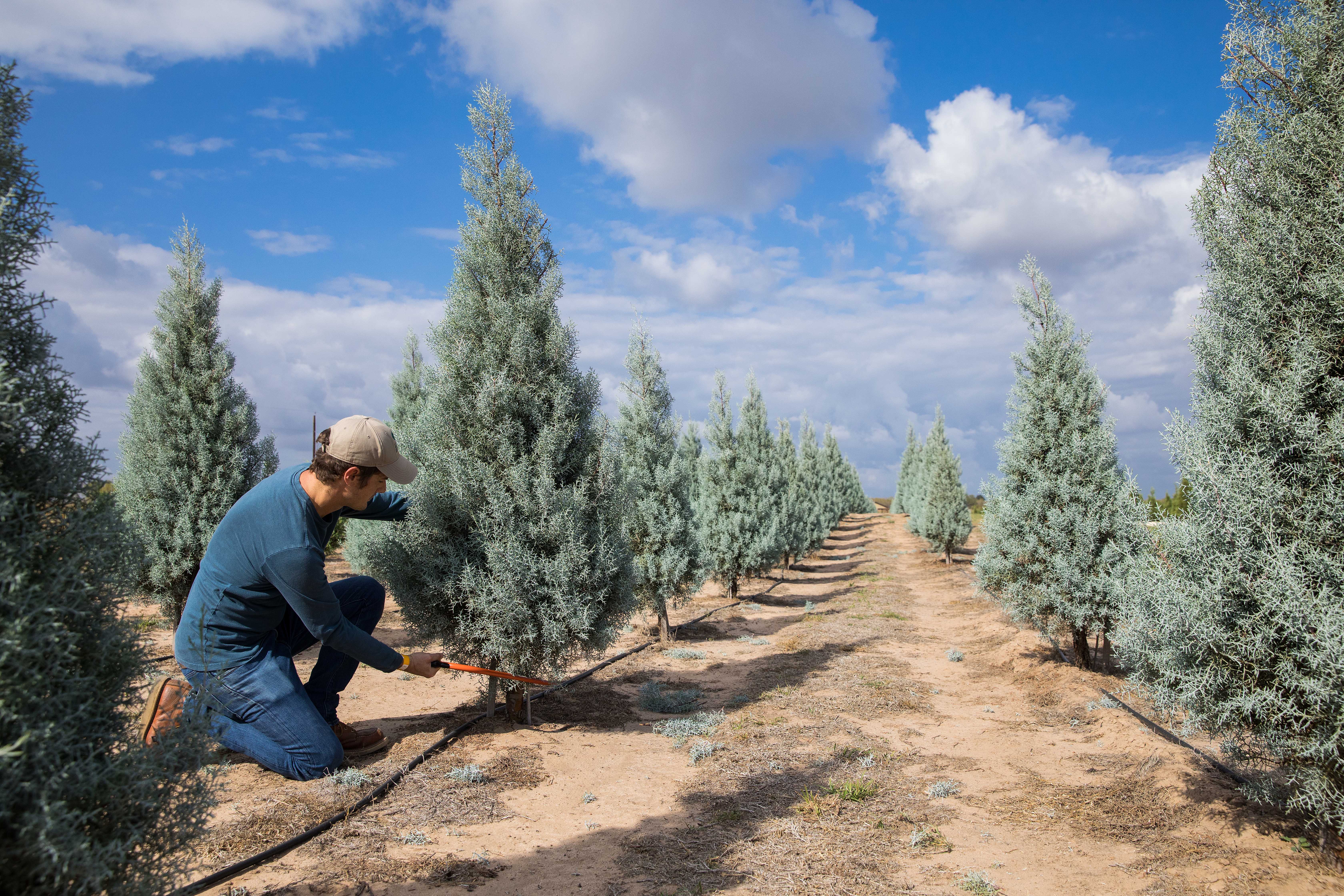 Texas Christmas tree farm