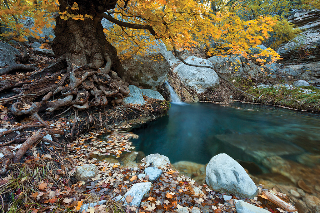fall foliage in Texas