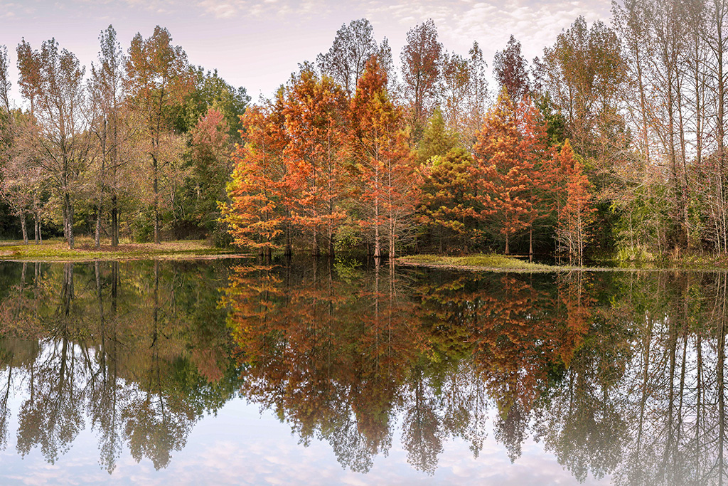 fall foliage in Texas