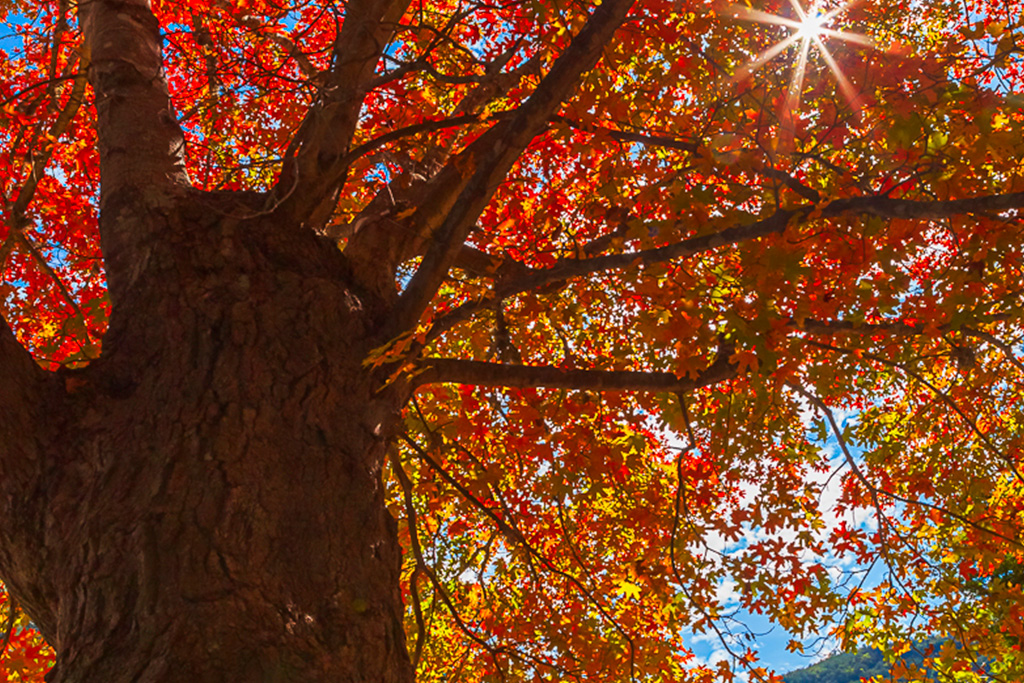 fall foliage in Texas