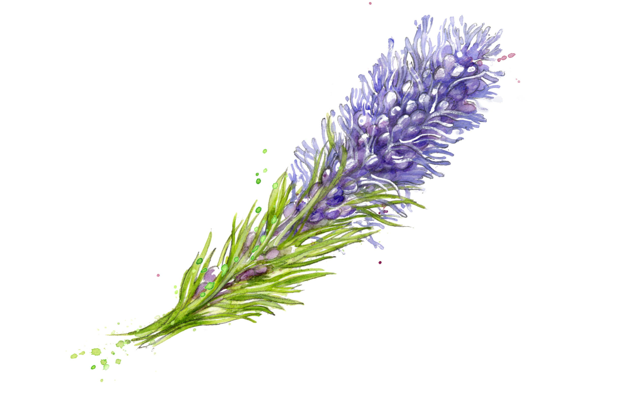 Texas wildflowers Gayfeather