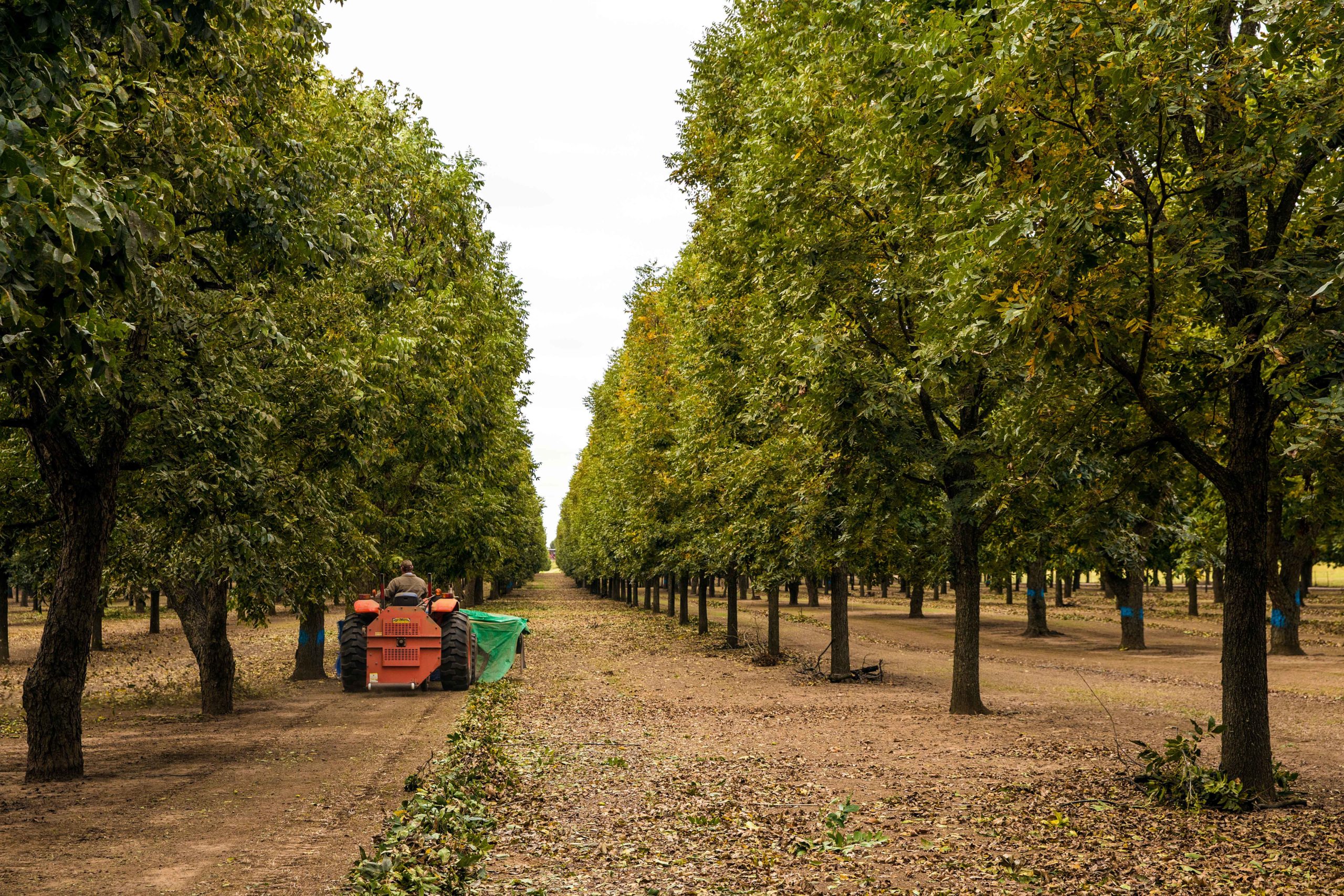 Texas Pecan Farms: A History and Where to Pick Your Own
