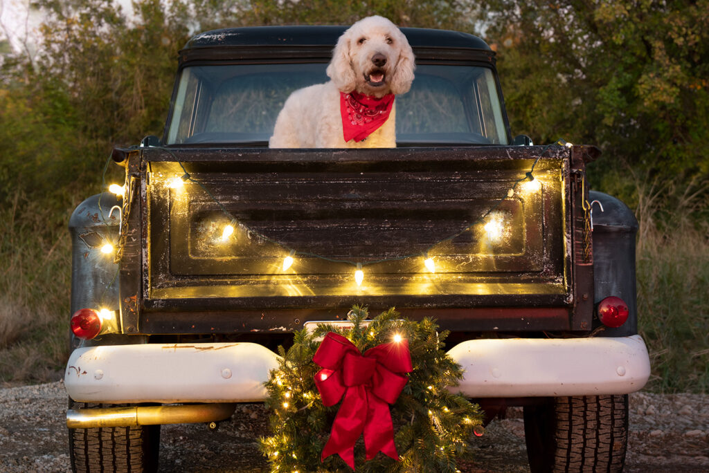 The Great Texas Holiday Guide