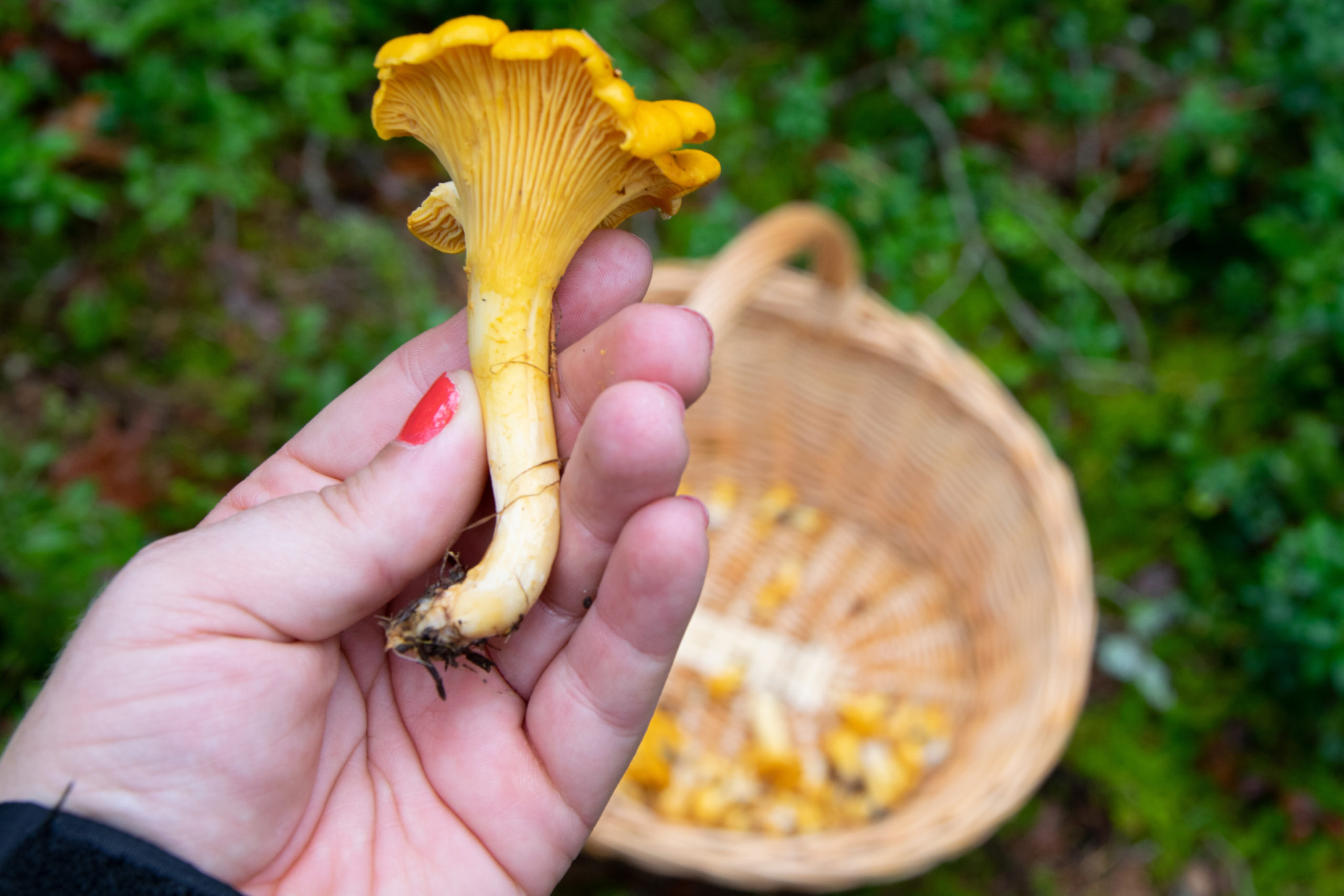 The Forager’s Guide to Wild Mushrooms in Texas