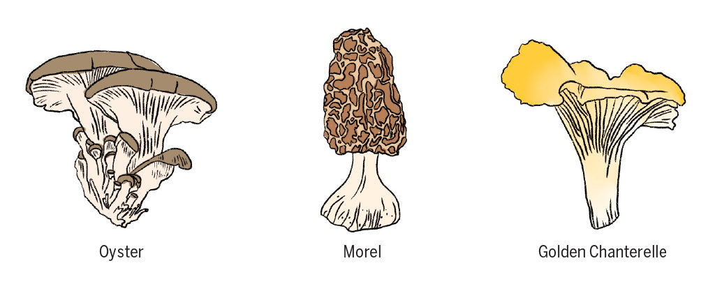 wild mushrooms in Texas