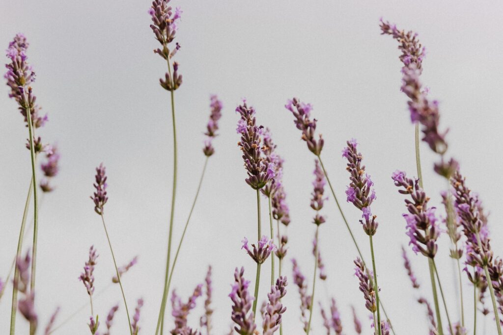8 Lavender Fields in Texas to Visit