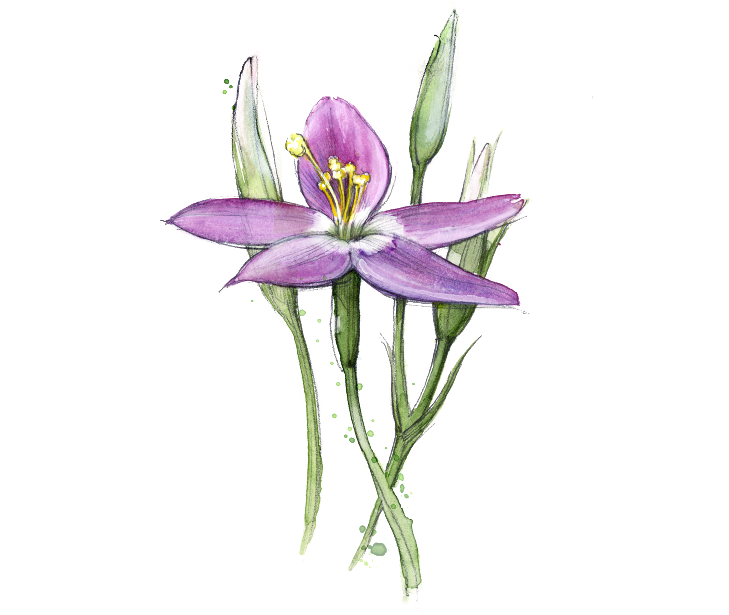 Texas wildflowers Mountain Pink