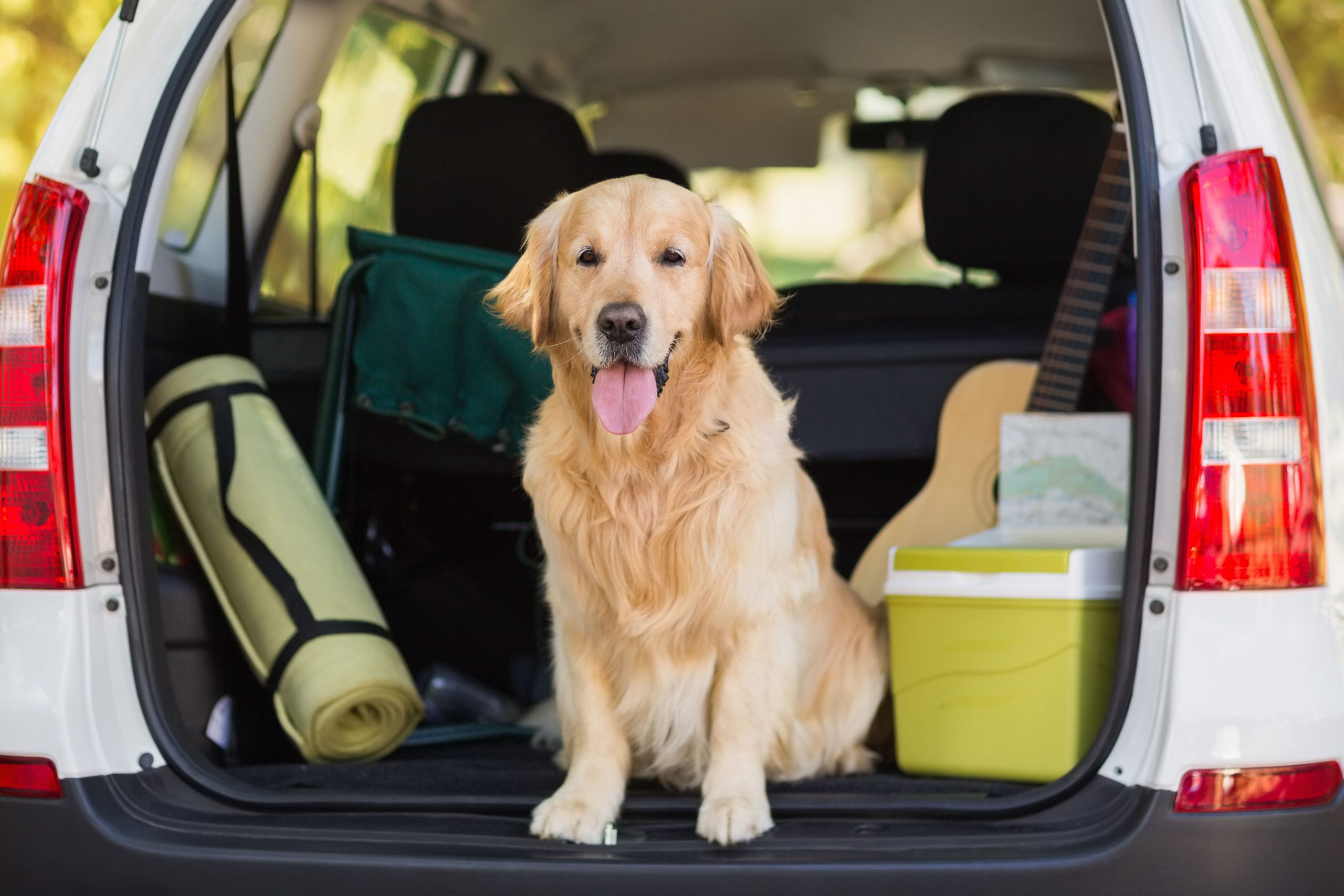 7 Summer Tips for Driving With Pets in the Car