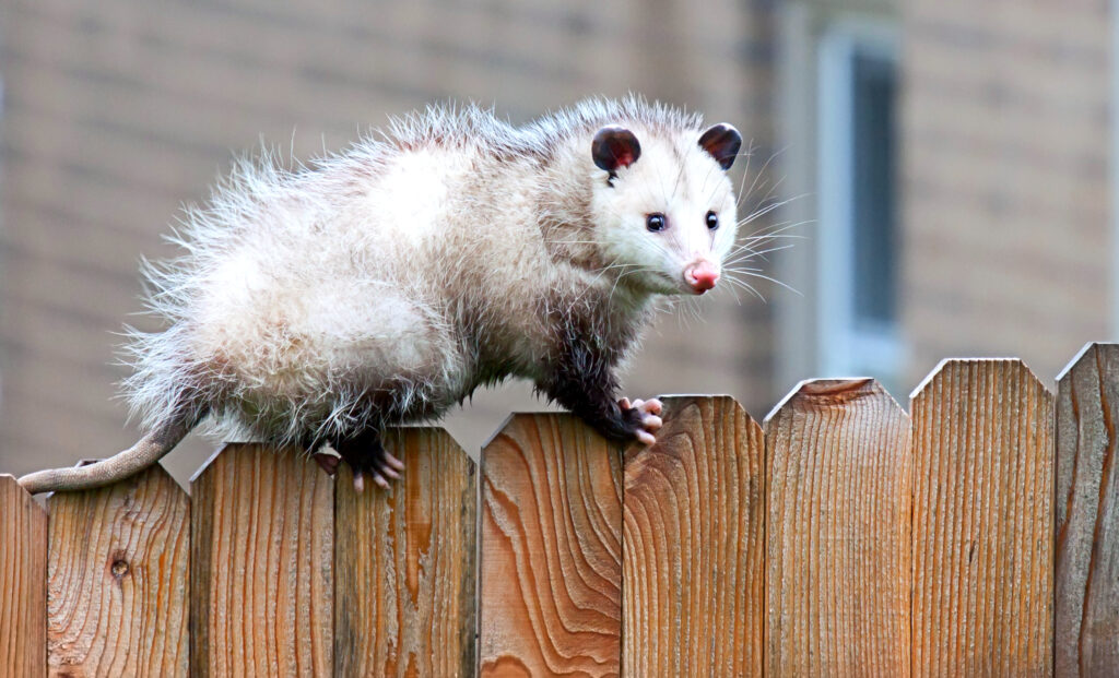 4 Benefits of Opossums, Our Friendly Neighborhood Pest Control