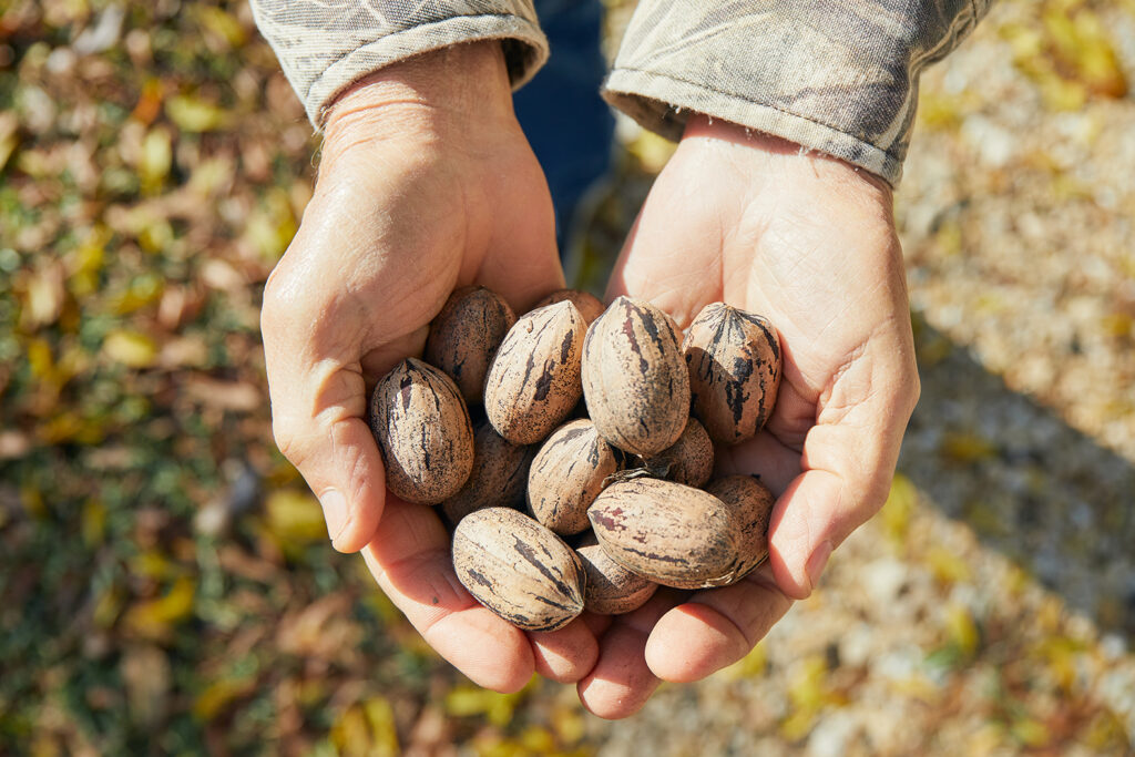 Pecan Season Rundown