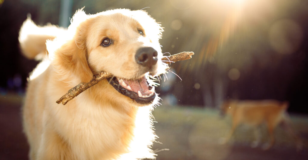 6 Summer Pet-Safety Tips