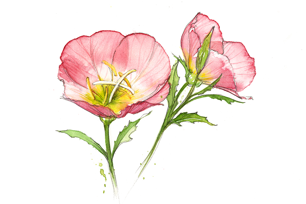 Texas wildflowers pink primrose